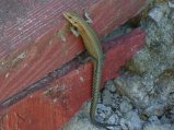 img015.jpeg.small.jpeg