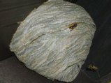 img019.jpeg.small.jpeg