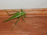 img025.jpeg.small.jpeg