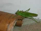 img026.jpeg.small.jpeg