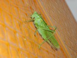 img027.jpeg.small.jpeg