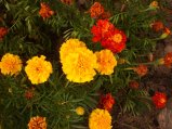 img030.jpeg.small.jpeg