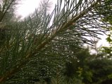 img051.jpeg.small.jpeg