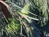 img053.jpeg.small.jpeg